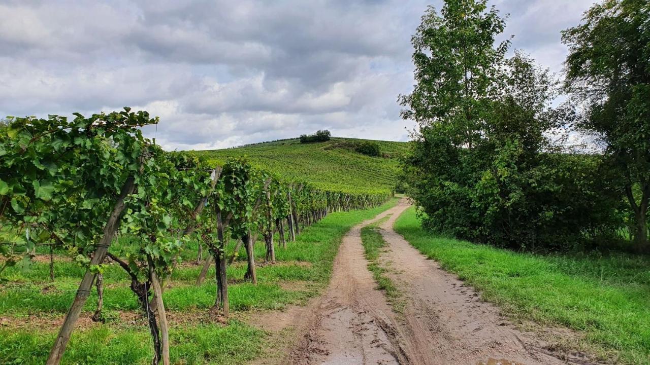 Duplex Le 12 - Appartement Avec Terrasse Dans Le Vignoble - 5 Mn Du Centre De Colmar Wettolsheim Екстериор снимка